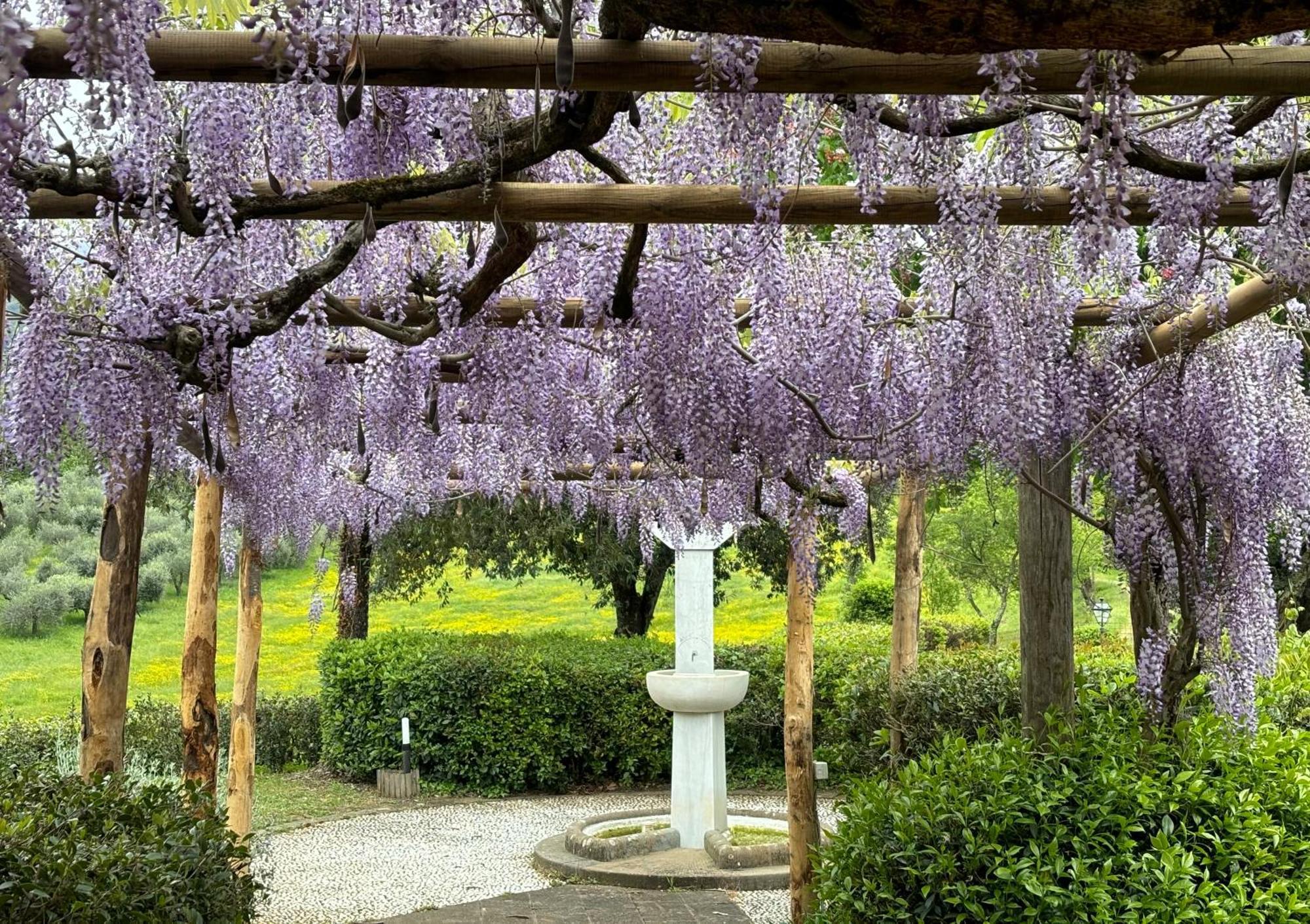 Olea