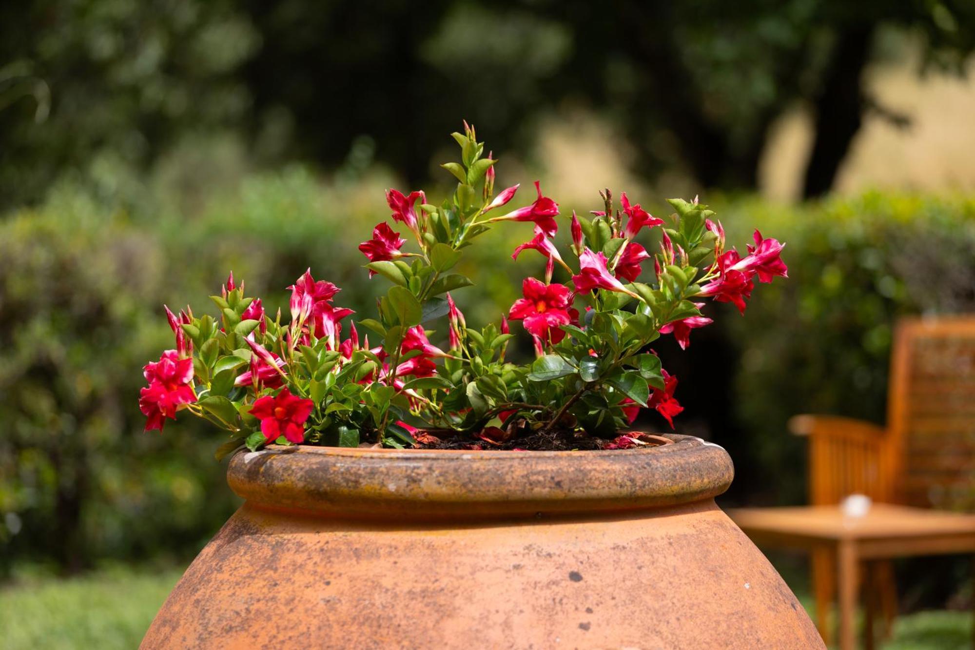 Holiday home Olea Sant'Ellero
